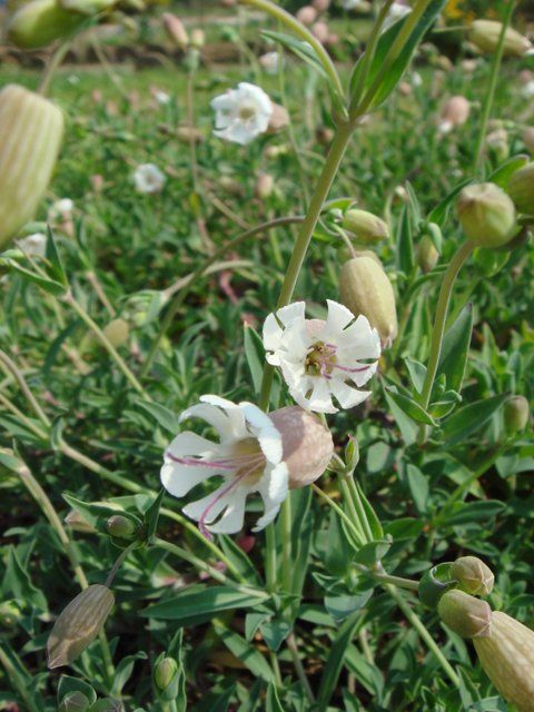 Silene vulgaris ssp.vulgaris fleur